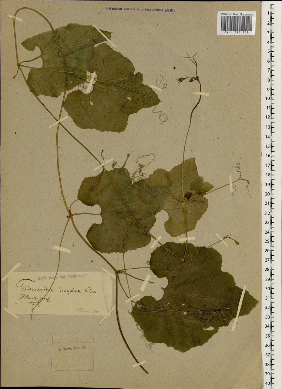 Трихозантес плетистый (L.) I. Grebenscikov, Ботанические сады и дендрарии (GARD) (Россия)