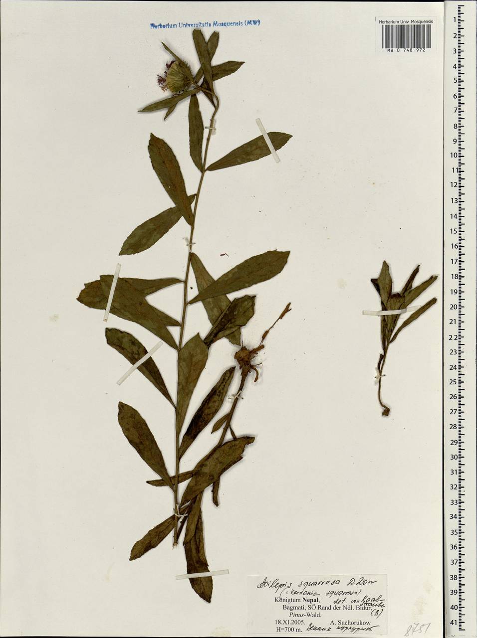 Acilepis squarrosa D.Don, Зарубежная Азия (ASIA) (Непал)