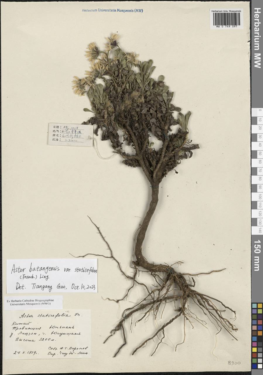 Geothamnus batangensis (Bureau & Franch.) G. L. Nesom, Зарубежная Азия (ASIA) (КНР)