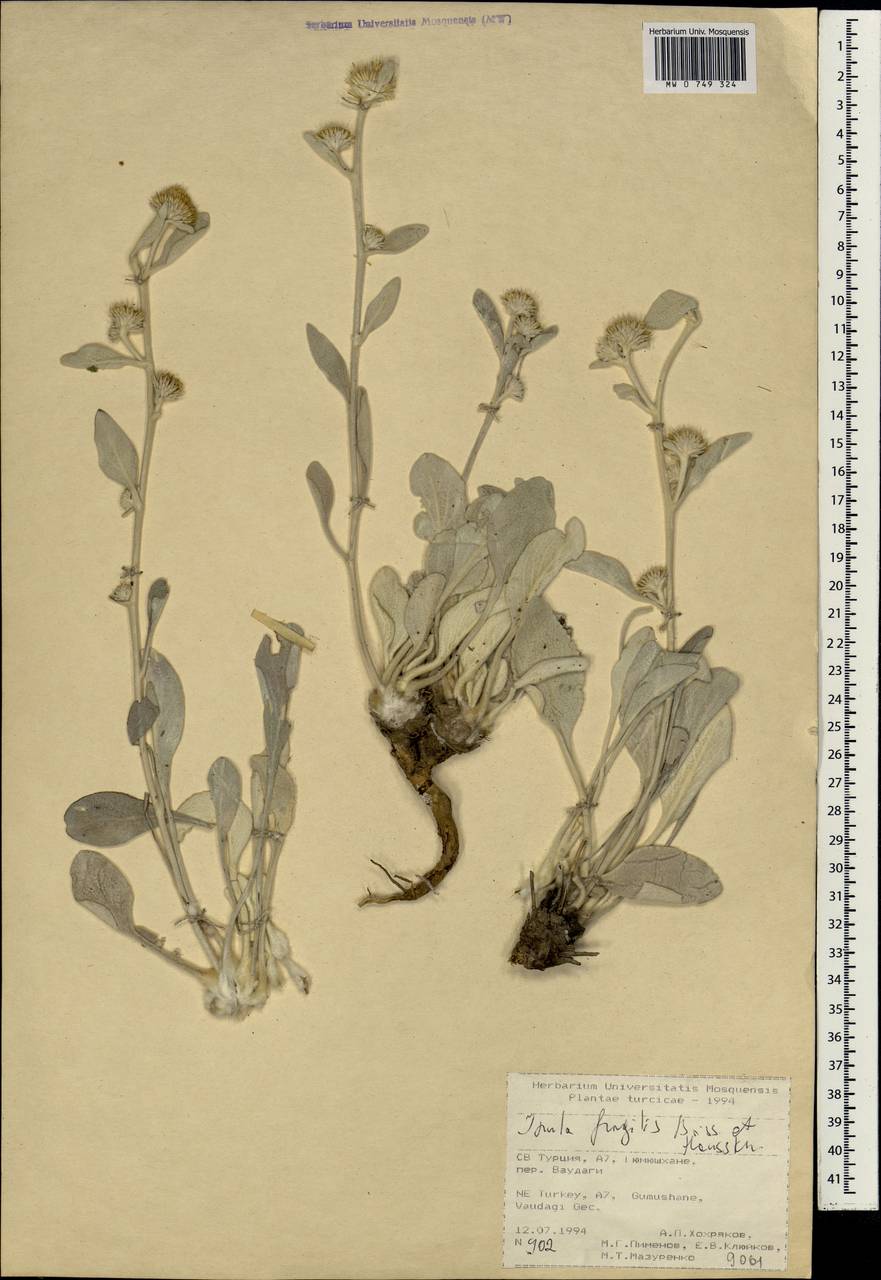Inula fragilis Boiss. & Hausskn., Зарубежная Азия (ASIA) (Турция)