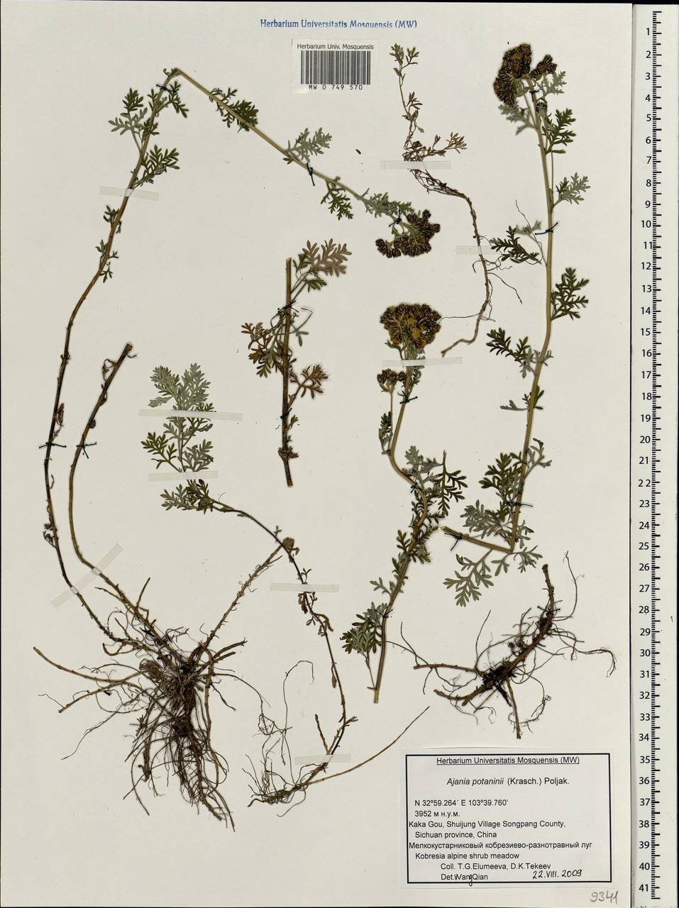 Ajania potaninii (Krasch.) Poljakov, Зарубежная Азия (ASIA) (КНР)