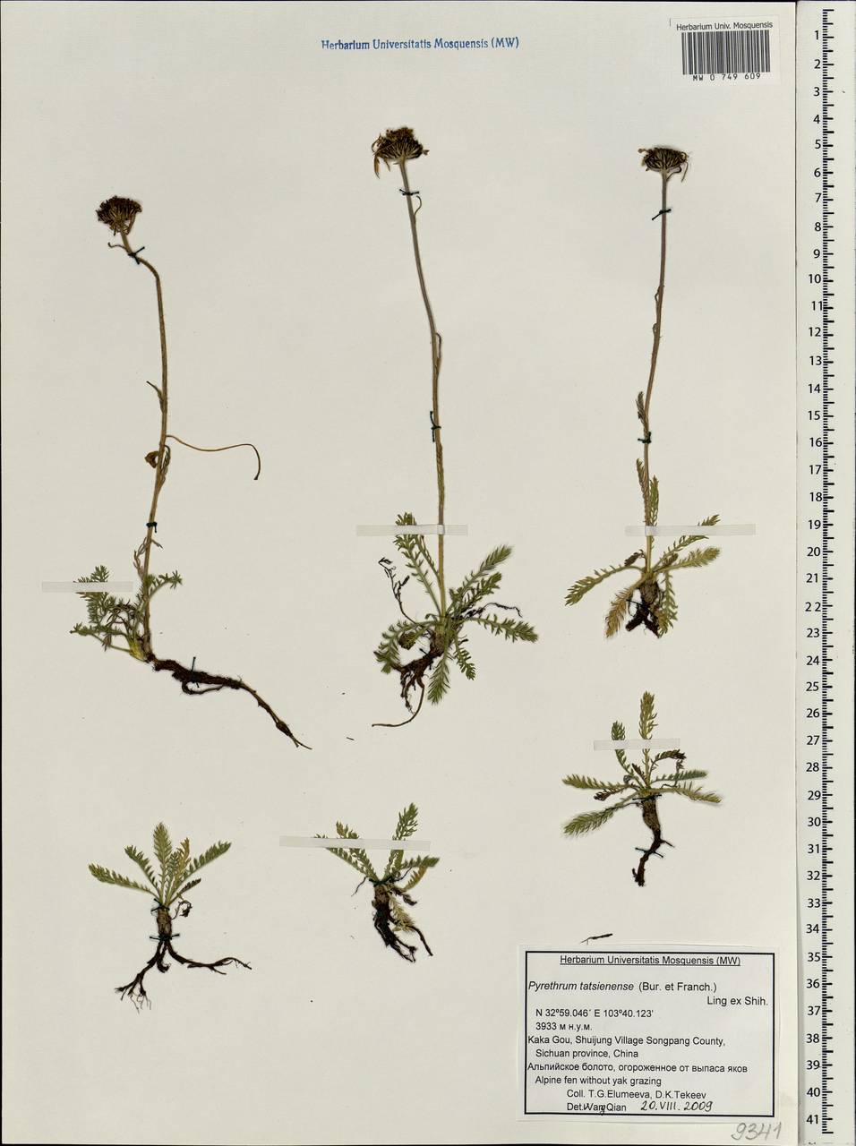 Pyrethrum tatsienense (Bureau & Franch.) Ling ex C.Shih, Зарубежная Азия (ASIA) (КНР)