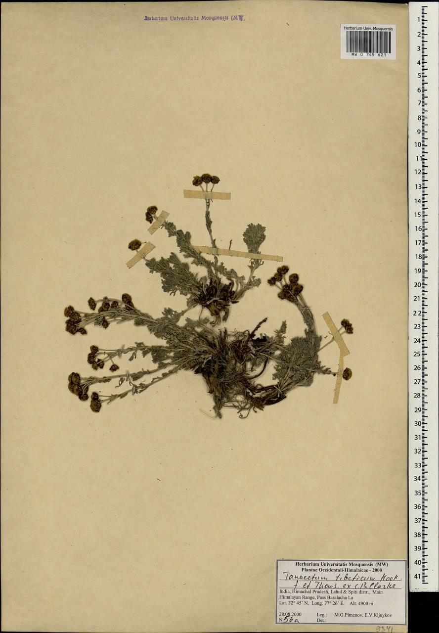 Аяния тибетская (Hook. fil. & Thomson) Tzvelev, Зарубежная Азия (ASIA) (Индия)