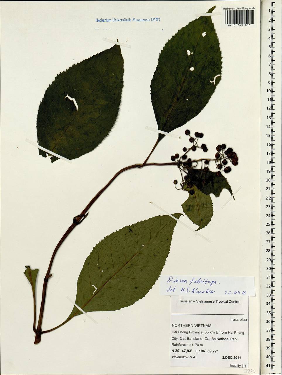 Hydrangea febrifuga (Lour.) Y. De Smet & C. Granados, Зарубежная Азия (ASIA) (Вьетнам)