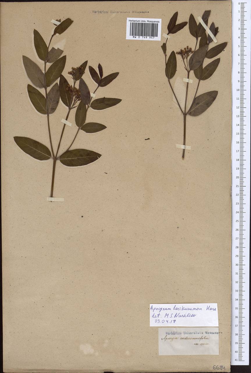 Poacynum armenum (Pobed.) Mavrodiev, Laktionov & Yu. E. Alexeev, Зарубежная Азия (ASIA) (Неизвестно)