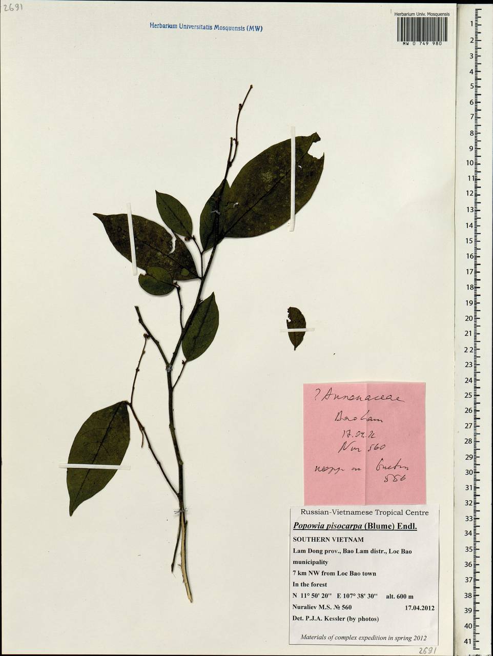 Popowia pisocarpa (Blume) Endl., Зарубежная Азия (ASIA) (Вьетнам)