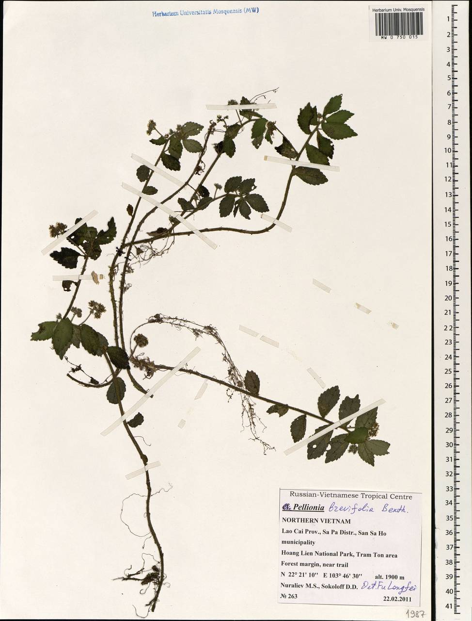 Elatostema brevifolium (Benth.) Hallier fil., Зарубежная Азия (ASIA) (Вьетнам)