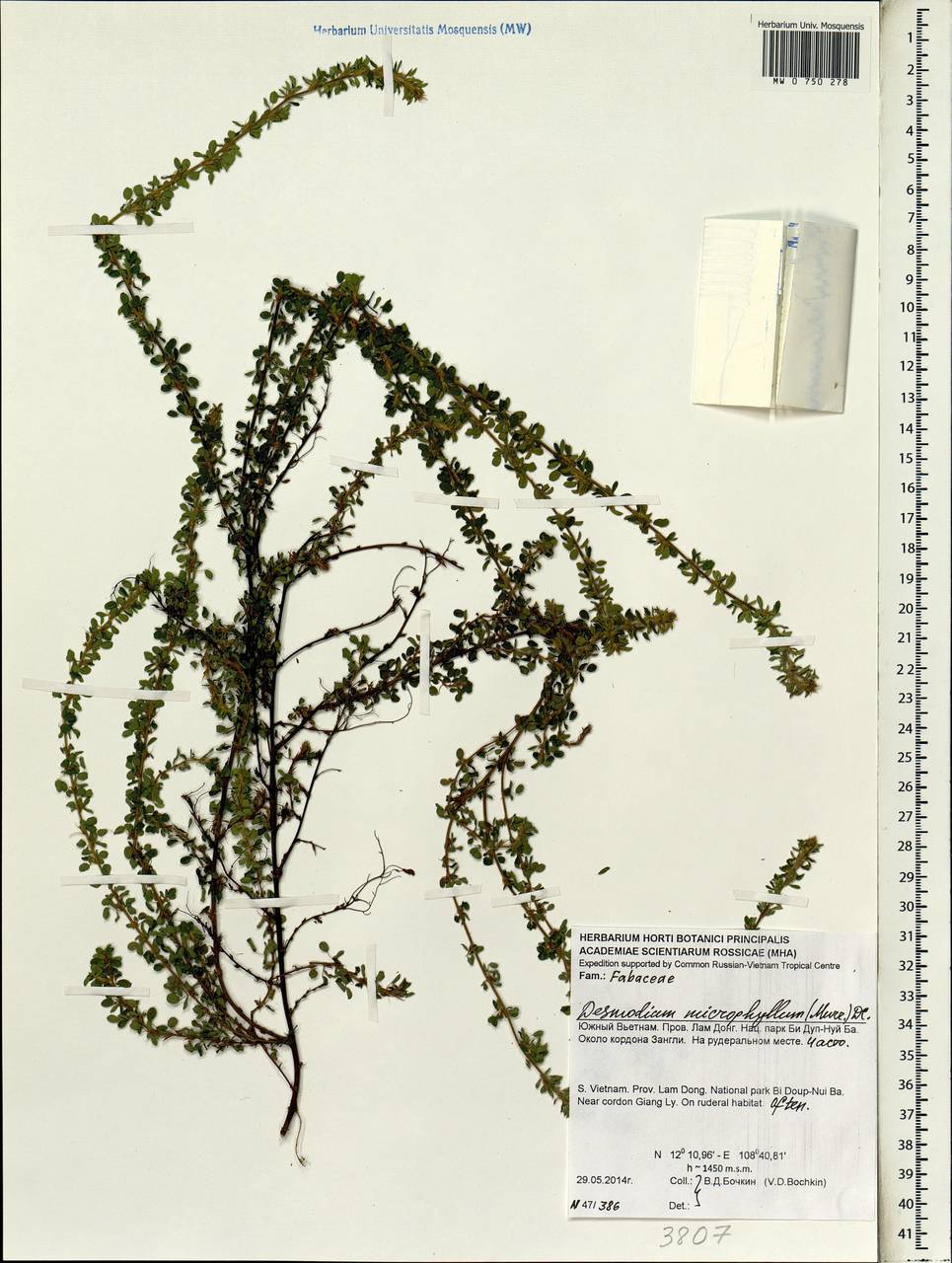 Leptodesmia microphylla (Thunb.) H.Ohashi & K.Ohashi, Зарубежная Азия (ASIA) (Вьетнам)