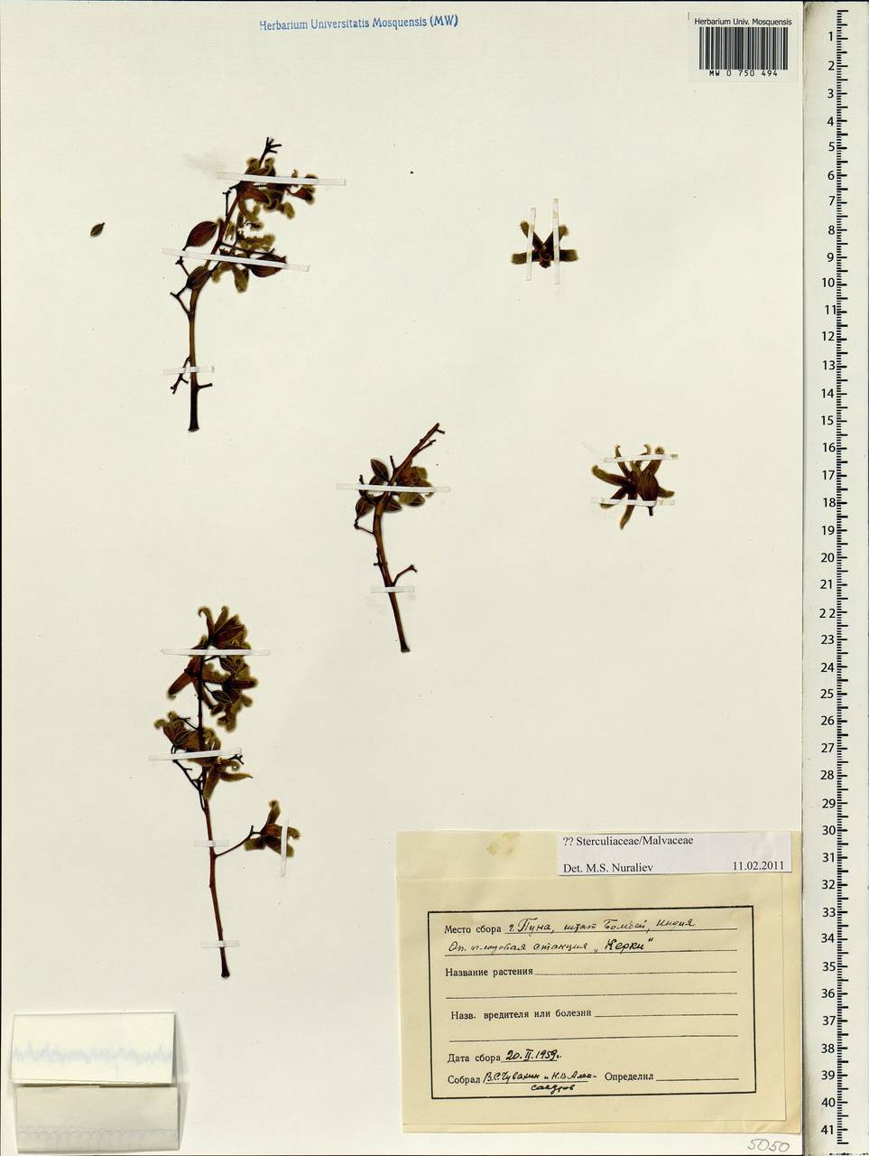 Malvaceae, Зарубежная Азия (ASIA) (Индия)