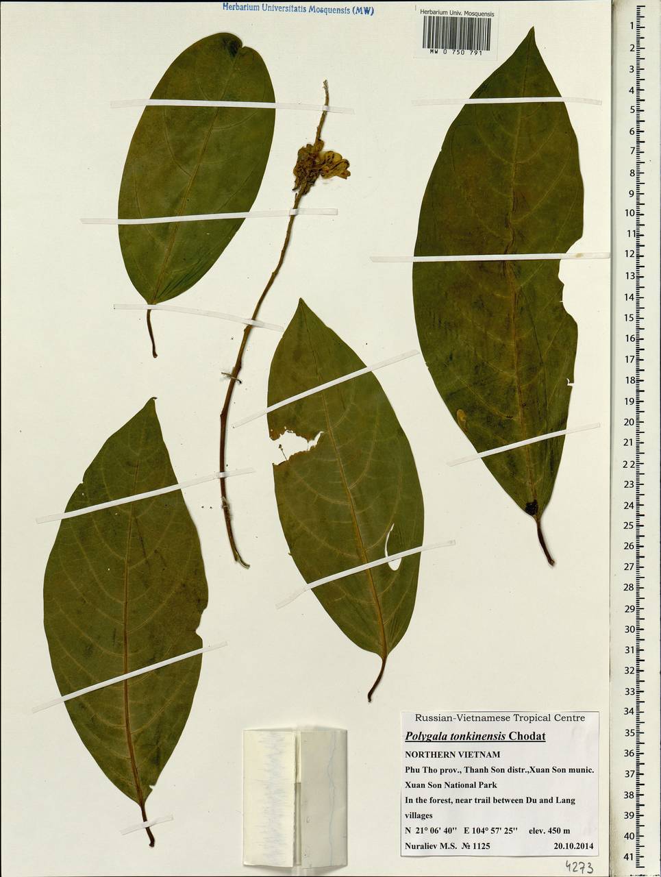 Polygala tonkinensis Chod., Зарубежная Азия (ASIA) (Вьетнам)