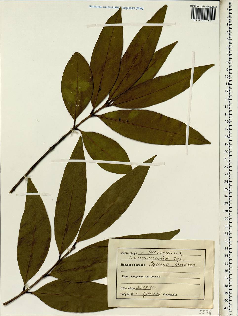 Eugenia jambosoides C. Wright ex Griseb., Зарубежная Азия (ASIA) (Индия)