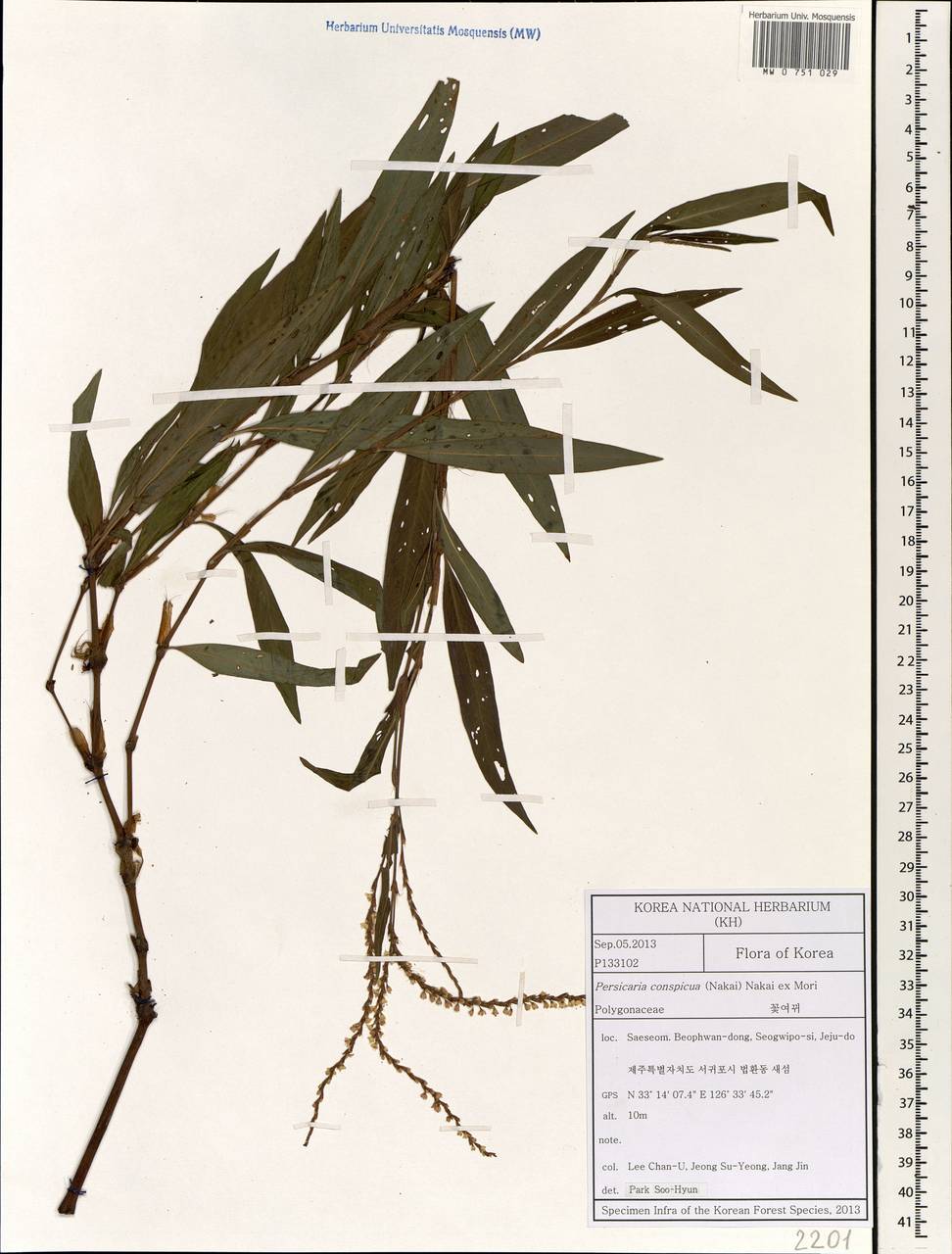 Persicaria odorata subsp. conspicua (Nakai) Yonek., Зарубежная Азия (ASIA) (Республика Корея)