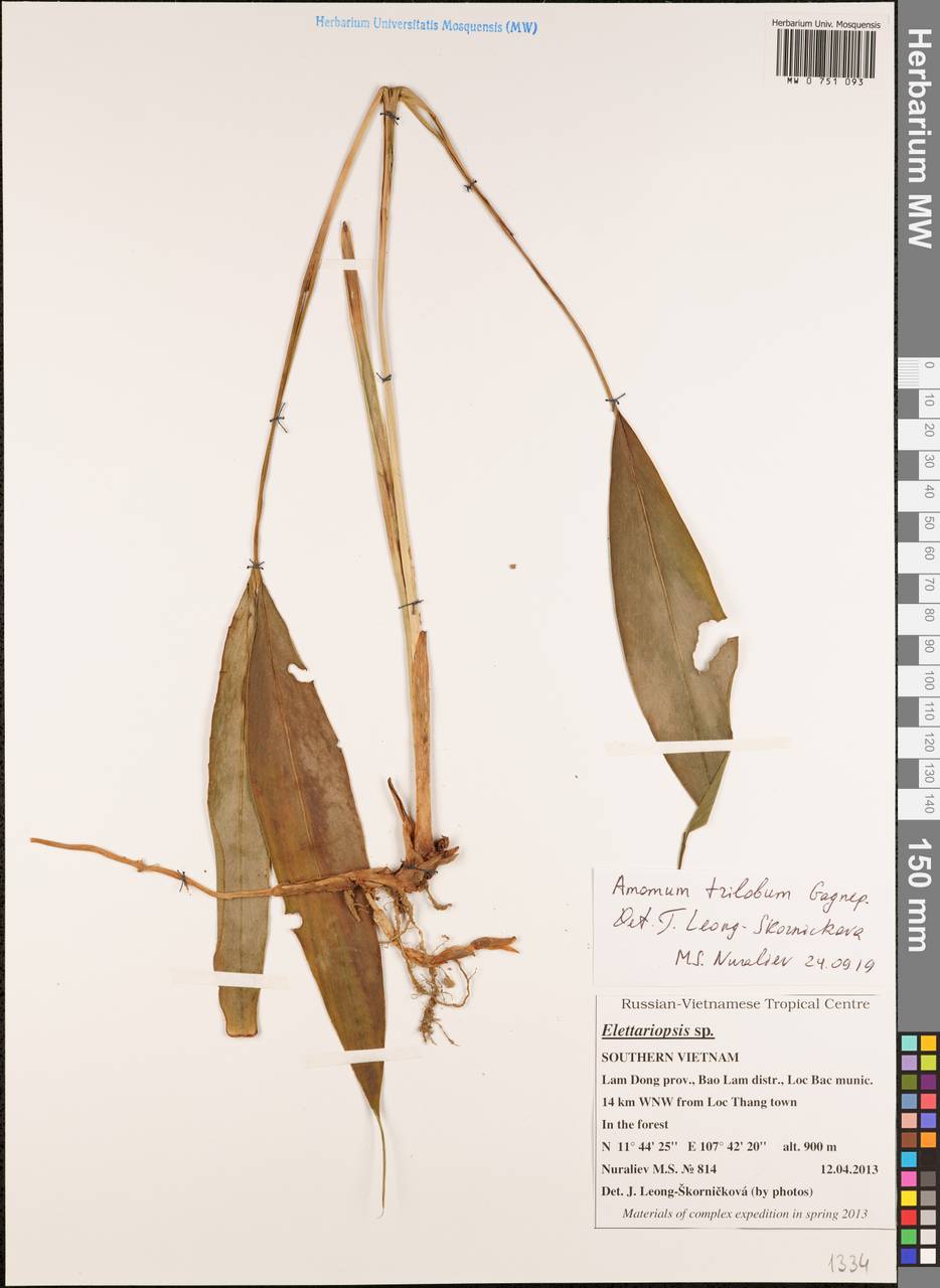 Elettariopsis triloba (Gagnep.) Loes., Зарубежная Азия (ASIA) (Вьетнам)