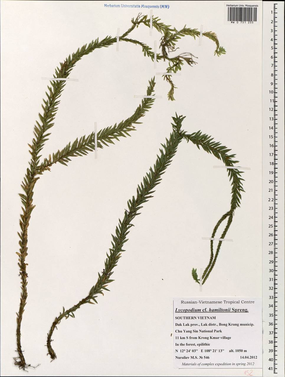 Phlegmariurus hamiltonii (Spreng.) Á. Löve & D. Löve, Зарубежная Азия (ASIA) (Вьетнам)