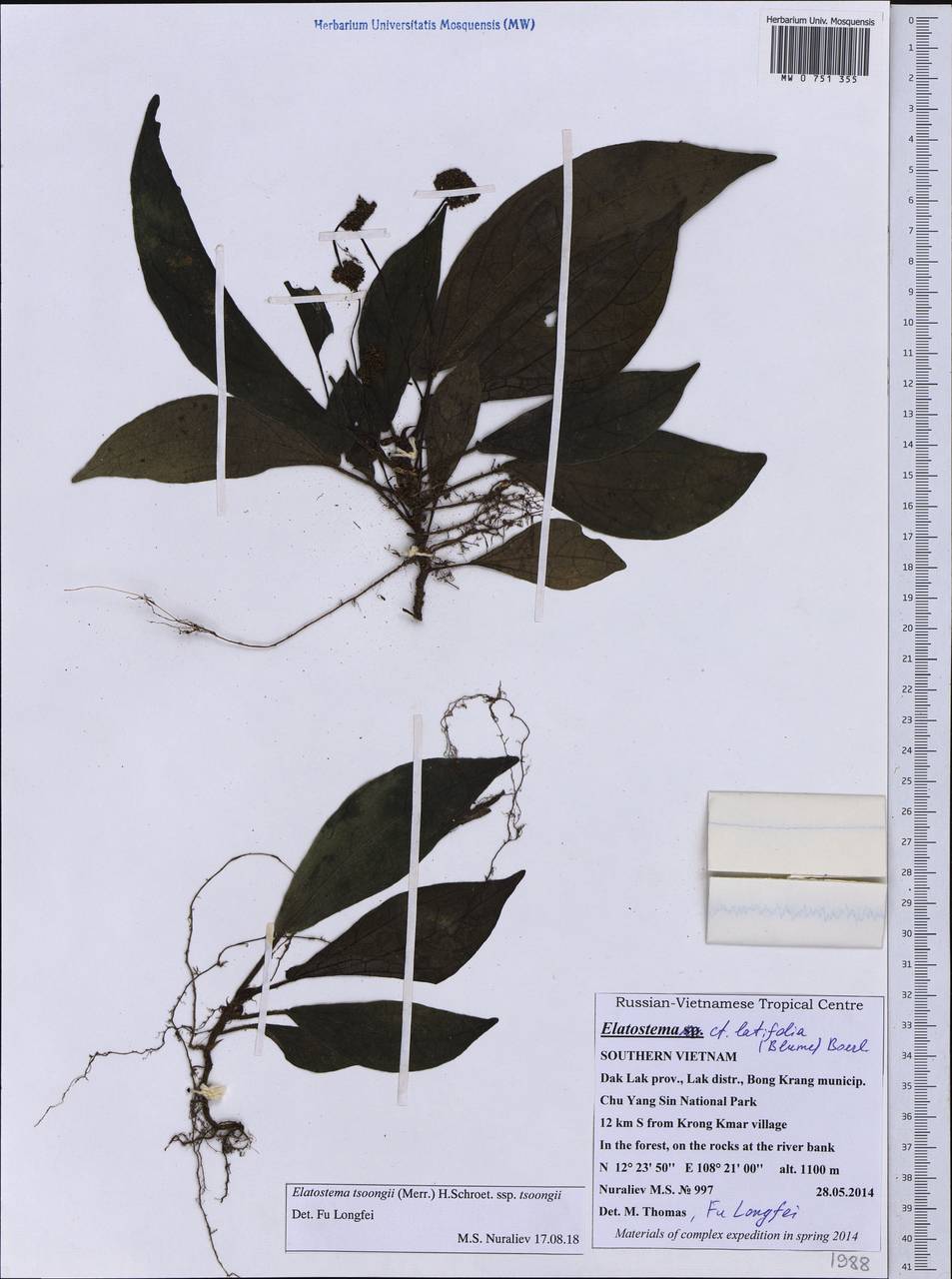 Elatostema latifolium (Blume) Blume ex H. Schroet., Зарубежная Азия (ASIA) (Вьетнам)