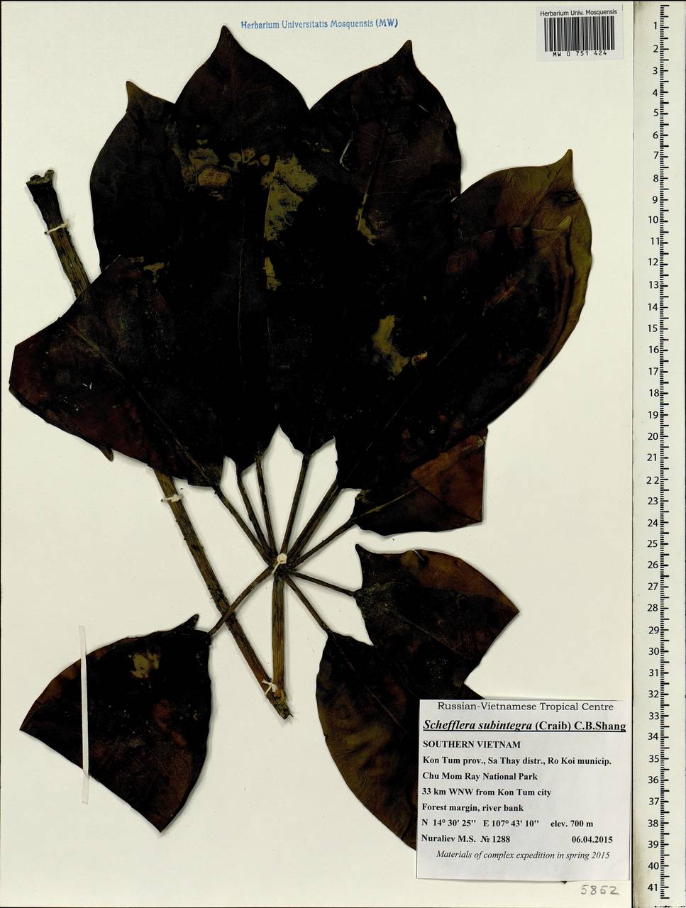 Heptapleurum subintegrum (Craib) G. M. Plunkett & Lowry, Зарубежная Азия (ASIA) (Вьетнам)