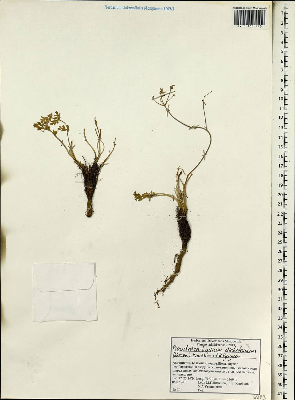 Pseudotrachydium dichotomum (Korovin) Pimenov & Kljuykov, Зарубежная Азия (ASIA) (Афганистан)