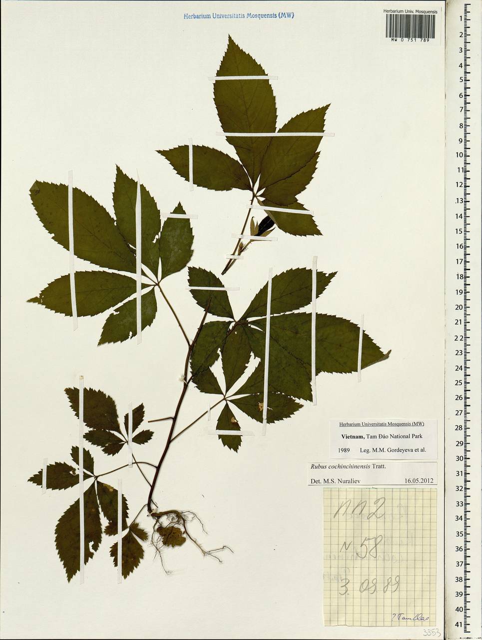 Rubus cochinchinensis Tratt., Зарубежная Азия (ASIA) (Вьетнам)