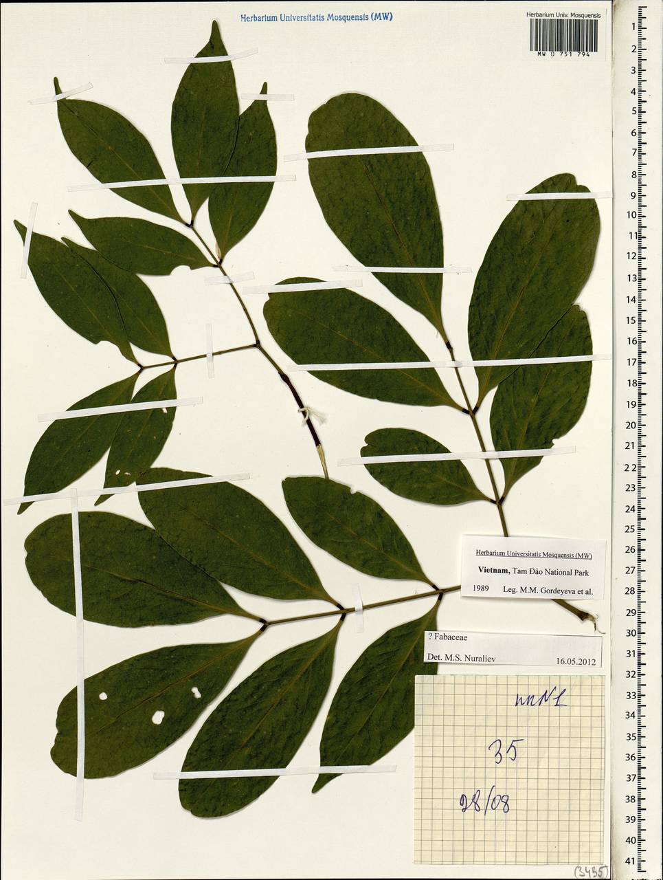 Fabaceae, Зарубежная Азия (ASIA) (Вьетнам)