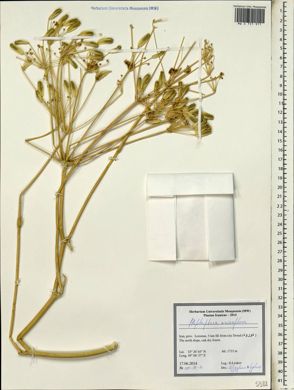 Heptaptera anisoptera (DC.) Tutin, Зарубежная Азия (ASIA) (Иран)