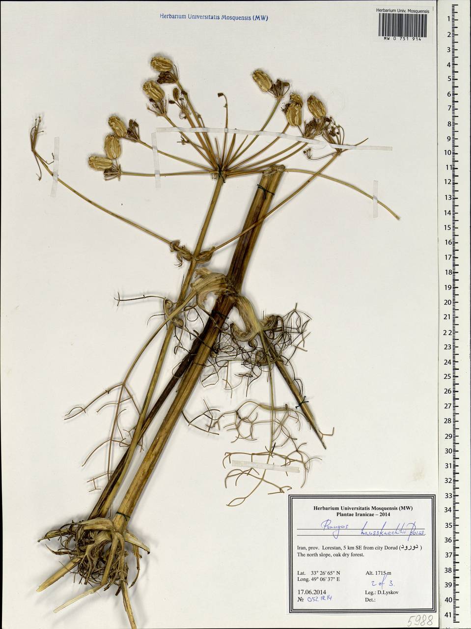 Prangos asperula subsp. haussknechtii (Boiss.) Herrnst. & Heyn, Зарубежная Азия (ASIA) (Иран)