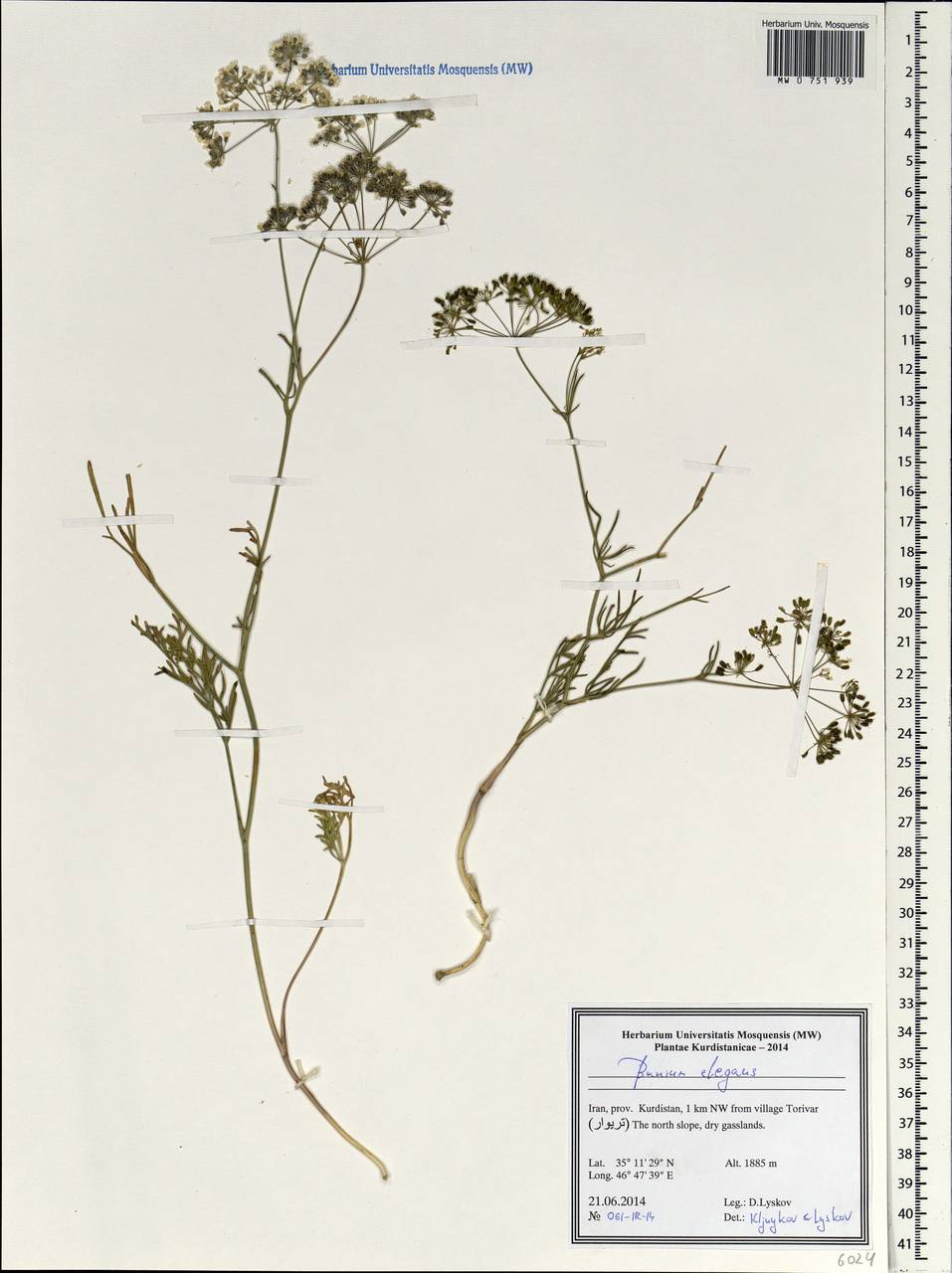 Буниум изящный (Fenzl) Freyn, Зарубежная Азия (ASIA) (Иран)