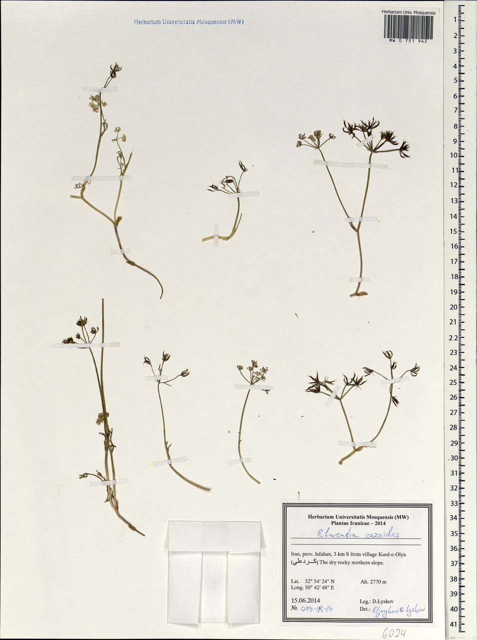 Elwendia caroides Boiss., Зарубежная Азия (ASIA) (Иран)