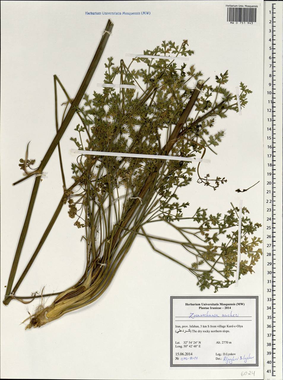 Зеравшания Оше (Boiss.) Pimenov, Зарубежная Азия (ASIA) (Иран)