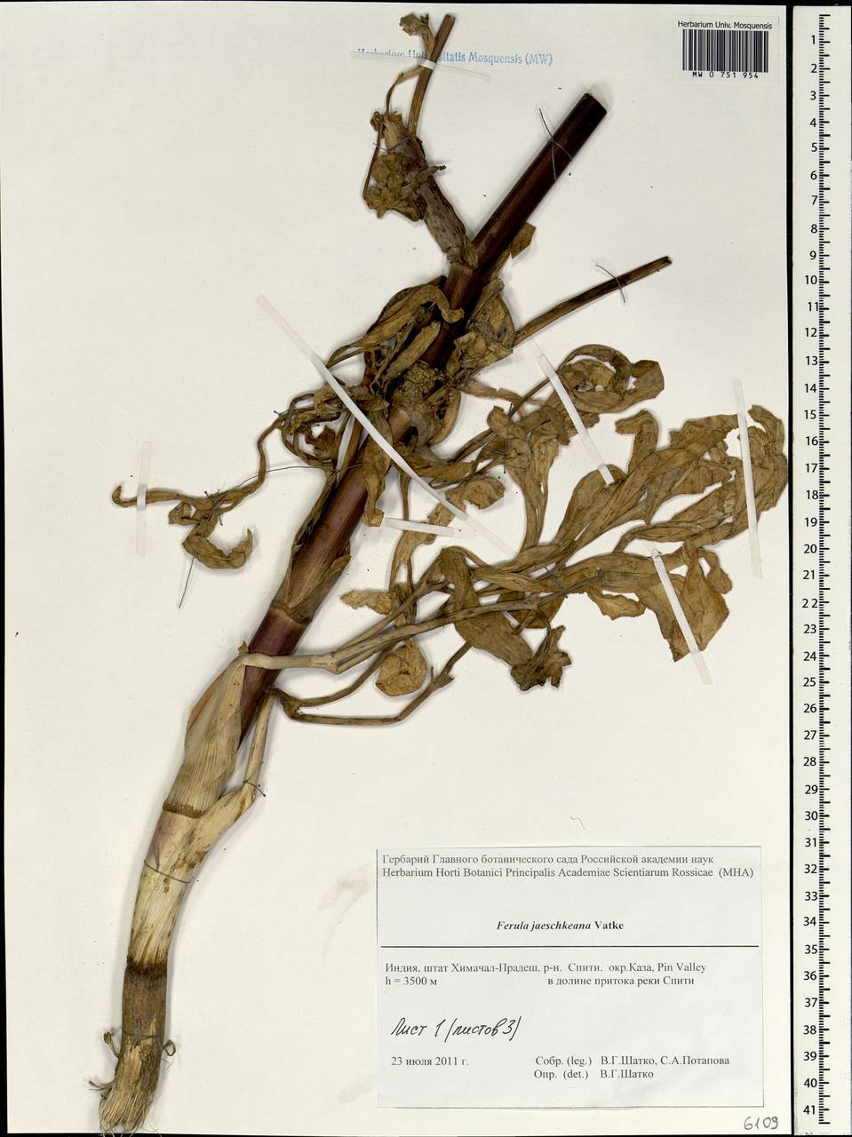 Ферула Иешке Vatke, Зарубежная Азия (ASIA) (Индия)