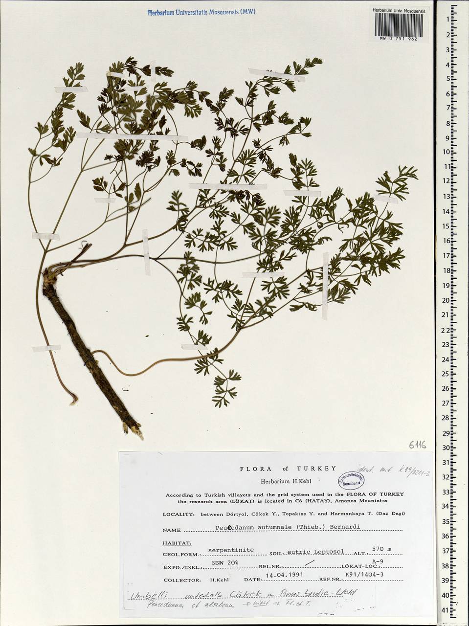Peucedanum autumnale (J. Thiébaut) Bernardi, Зарубежная Азия (ASIA) (Турция)