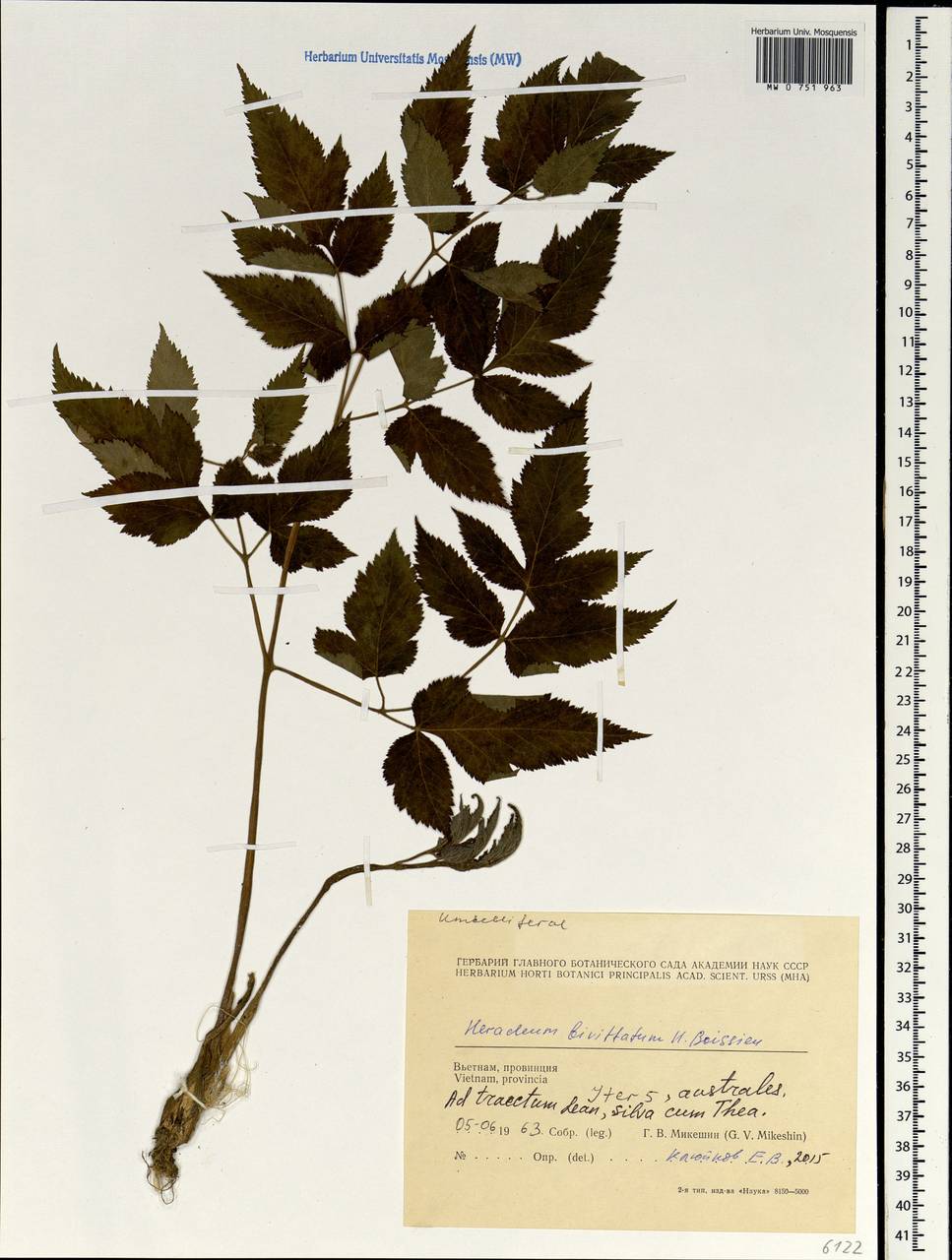 Tetrataenium bivittatum (C. B. Clarke) Manden., Зарубежная Азия (ASIA) (Вьетнам)