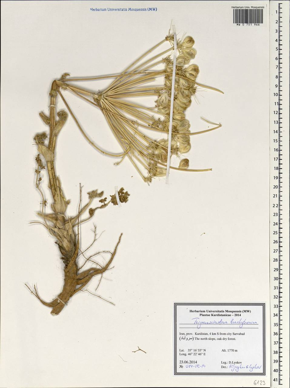 Trigonosciadium brachytaenium (Boiss.) Alava, Зарубежная Азия (ASIA) (Иран)