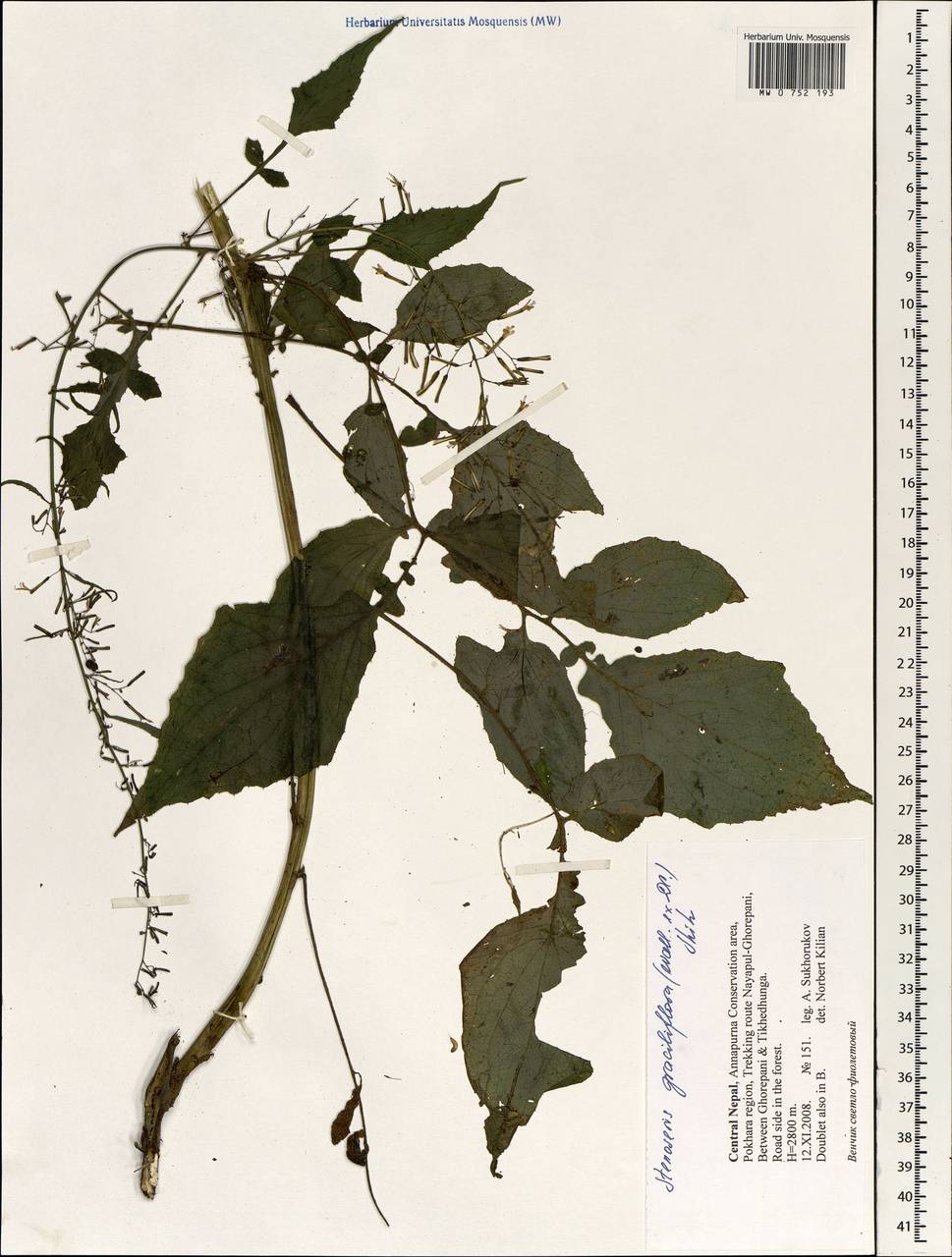 Stenoseris graciliflora (Wall. ex DC.) C.Shih, Зарубежная Азия (ASIA) (Непал)