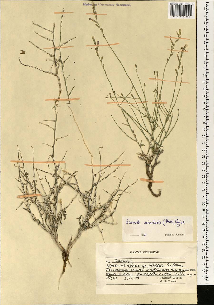 Lactuca orientalis subsp. orientalis, Зарубежная Азия (ASIA) (Афганистан)