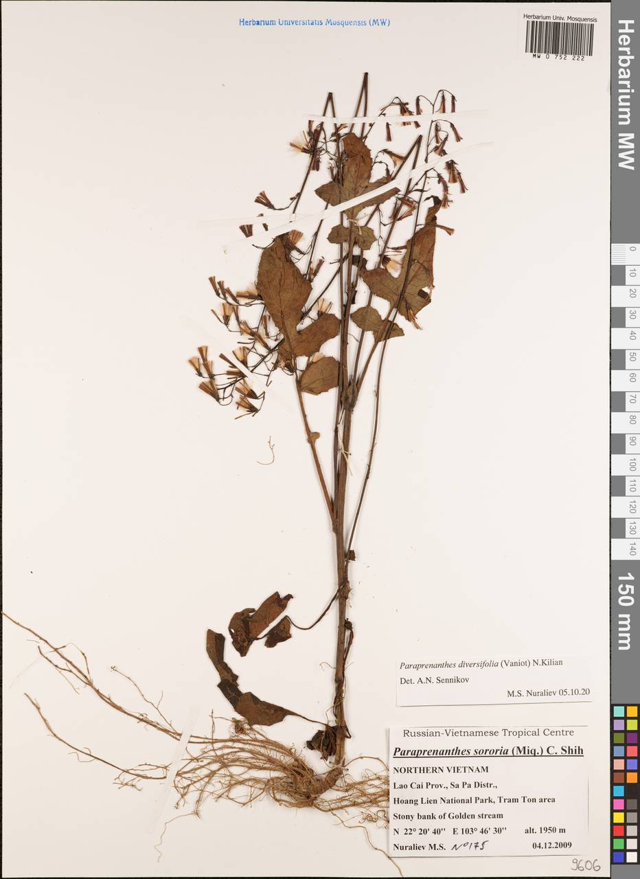 Paraprenanthes diversifolia (Vaniot) N. Kilian, Зарубежная Азия (ASIA) (Вьетнам)