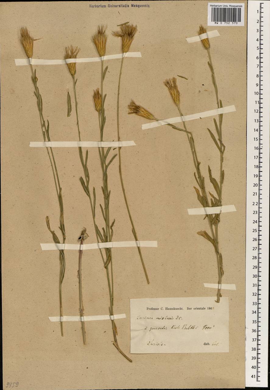 Jurinea eriobasis DC., Зарубежная Азия (ASIA) (Иран)