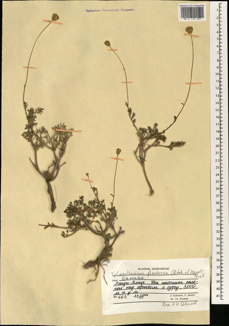 Xylanthemum fisherae (Aitch. & Hemsl.) Tzvelev, Зарубежная Азия (ASIA) (Афганистан)