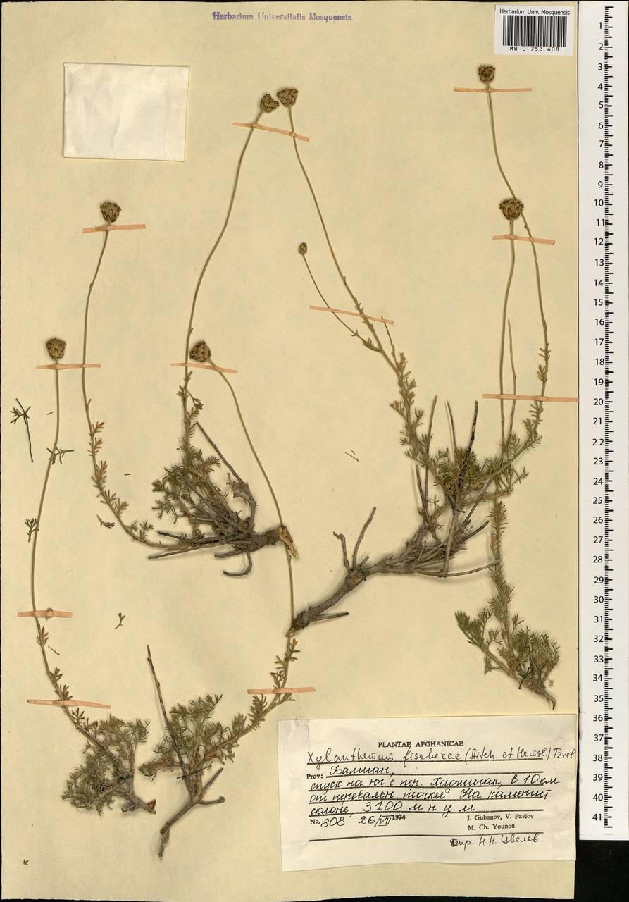 Xylanthemum fisherae (Aitch. & Hemsl.) Tzvelev, Зарубежная Азия (ASIA) (Афганистан)