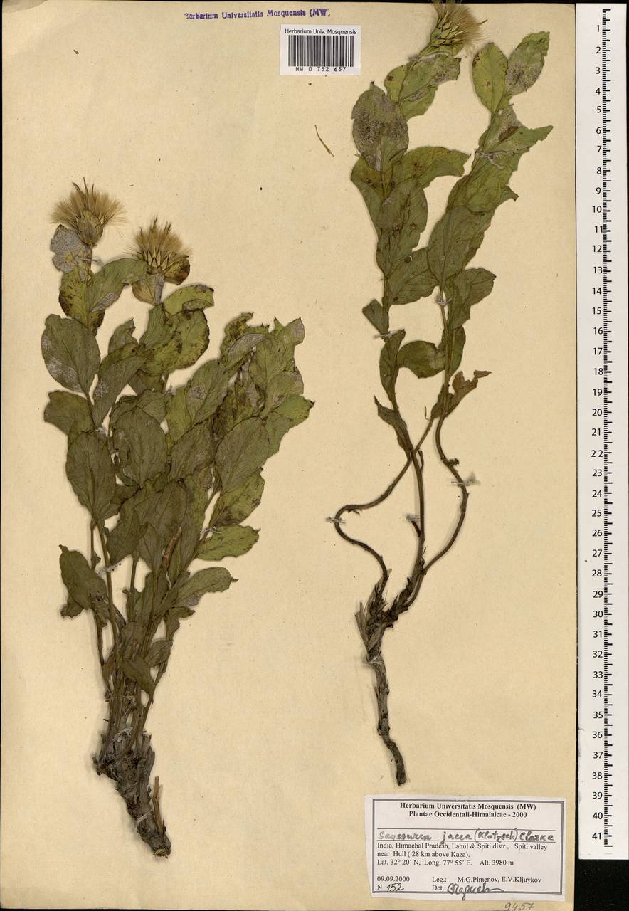 Shangwua jacea (Klotzsch) Yu J. Wang & Raab-Straube, Зарубежная Азия (ASIA) (Индия)