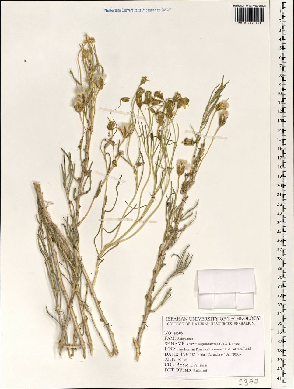 Hertia angustifolia (DC.) Kuntze, Зарубежная Азия (ASIA) (Иран)