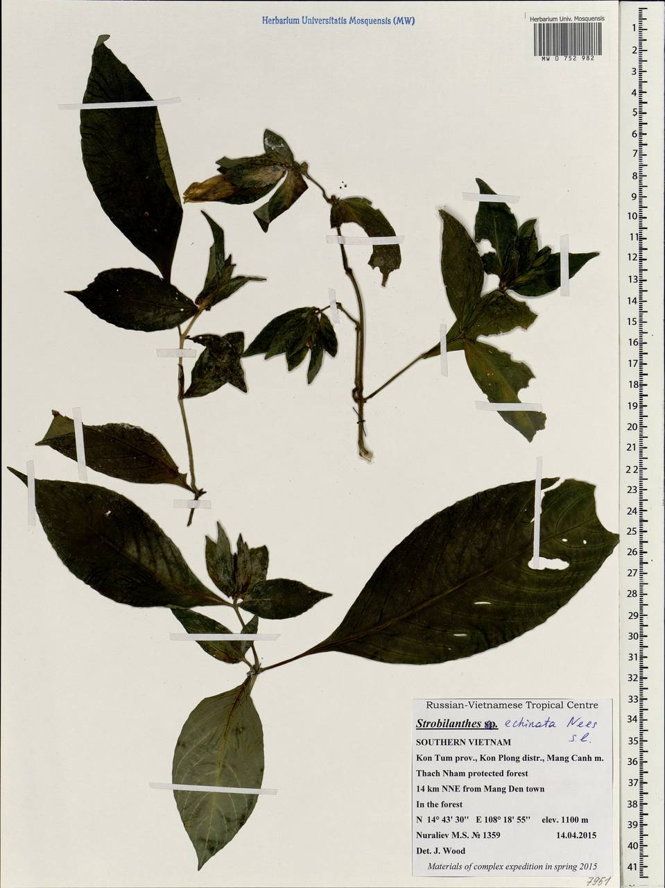 Strobilanthes echinata Wall. ex Nees, Зарубежная Азия (ASIA) (Вьетнам)
