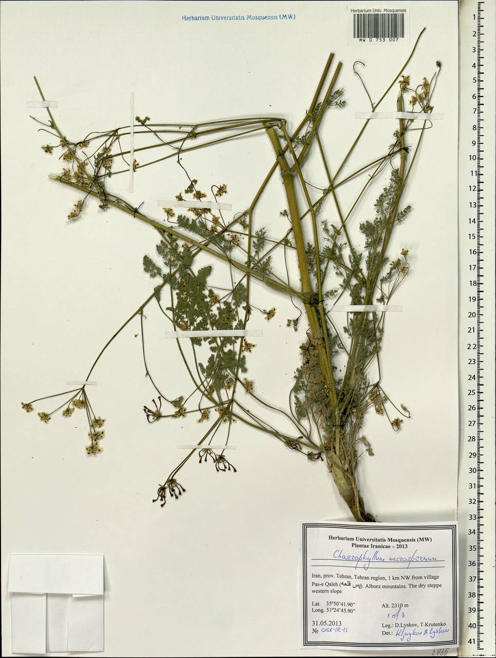 Бутень крупноплодный (Willd. ex Spreng.) Fisch. & C. A. Mey., Зарубежная Азия (ASIA) (Иран)