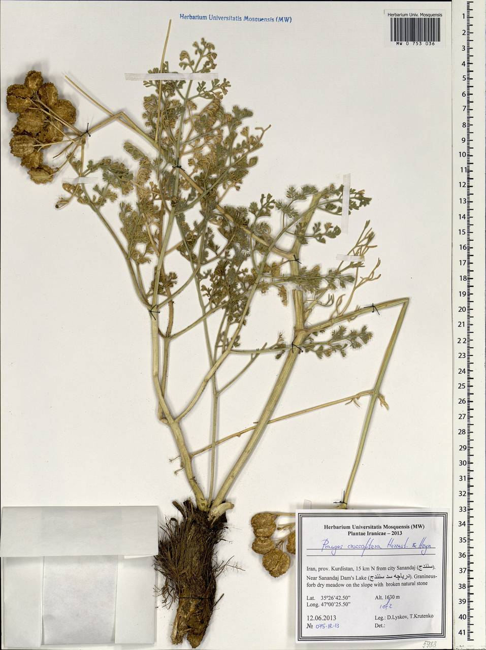 Prangos crossoptera Herrnst. & Heyn, Зарубежная Азия (ASIA) (Иран)