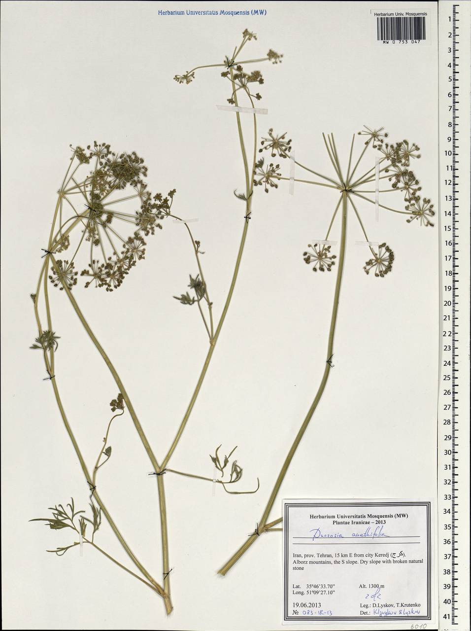Ducrosia anethifolia (DC.) Boiss., Зарубежная Азия (ASIA) (Иран)