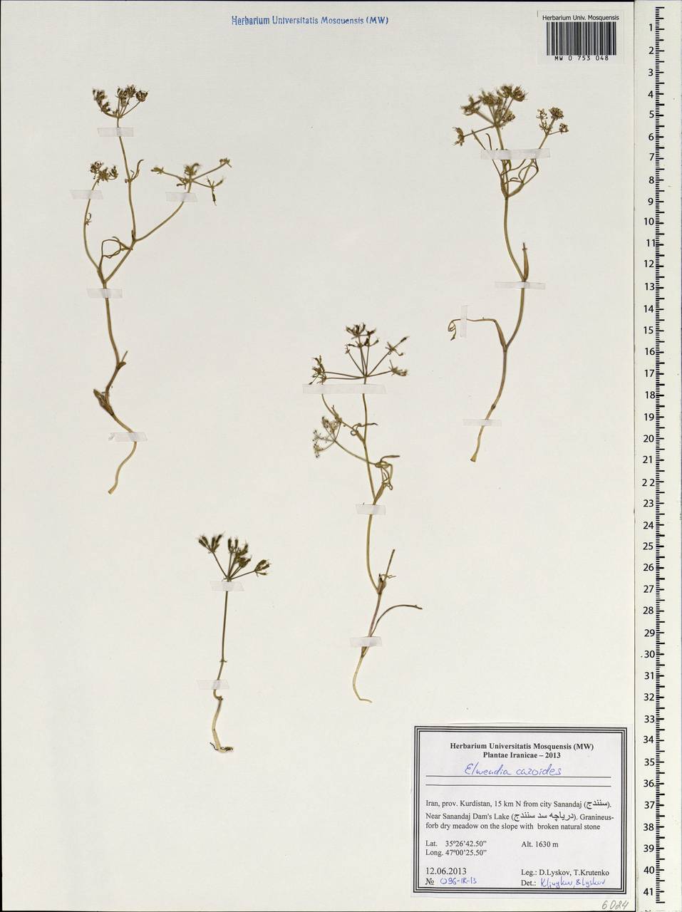 Elwendia caroides Boiss., Зарубежная Азия (ASIA) (Иран)