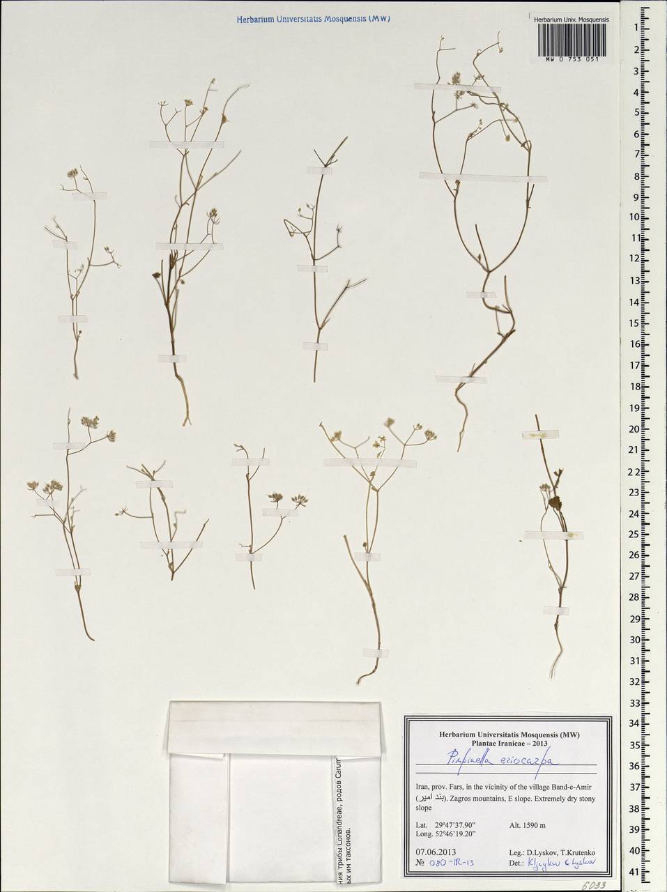 Бедренец шерстистоплодный Banks & Sol., Зарубежная Азия (ASIA) (Иран)