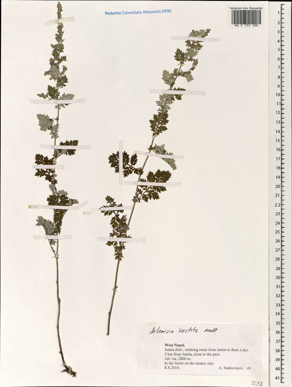 Artemisia vestita (Hairy Wormwood)