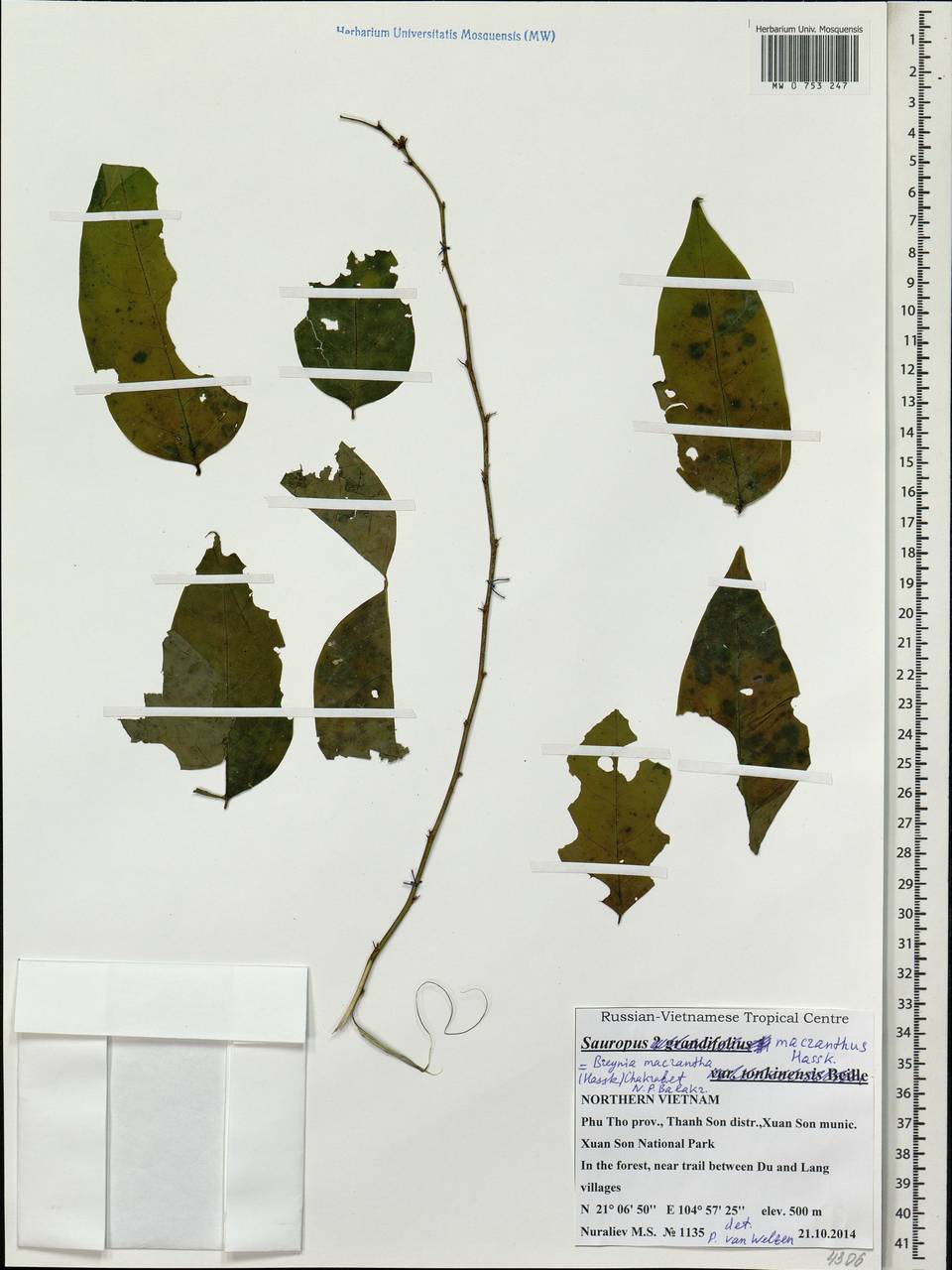 Sauropus macranthus Hassk., Зарубежная Азия (ASIA) (Вьетнам)