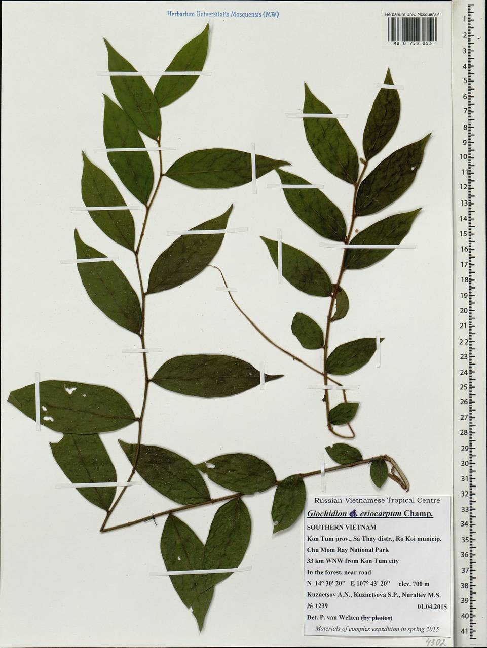 Phyllanthus eriocarpus (Champ. ex Benth.) Müll.Arg., Зарубежная Азия (ASIA) (Вьетнам)