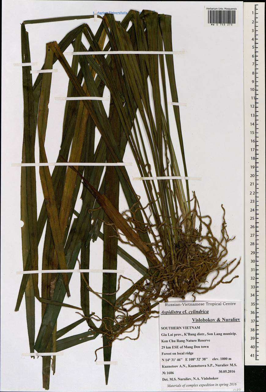 Aspidistra cylindrica, Зарубежная Азия (ASIA) (Вьетнам)